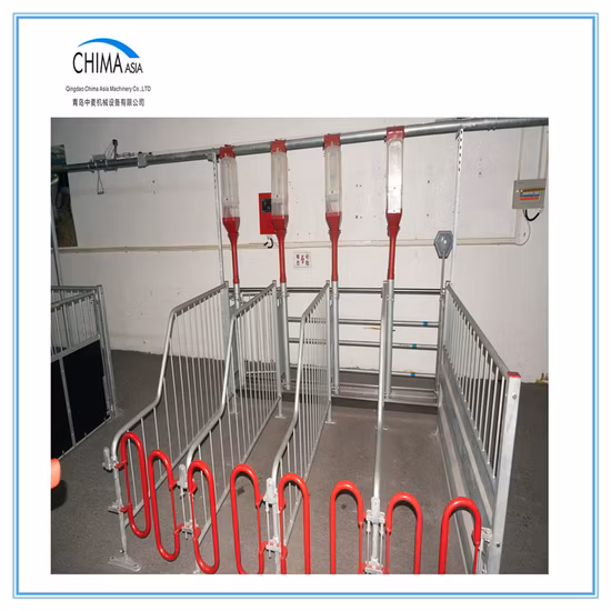 Galvanized Pig Feeding Equipment Auto Feeding System