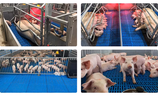 Plastic Pig Equipment Can Be Customized Pig Panel for Farm