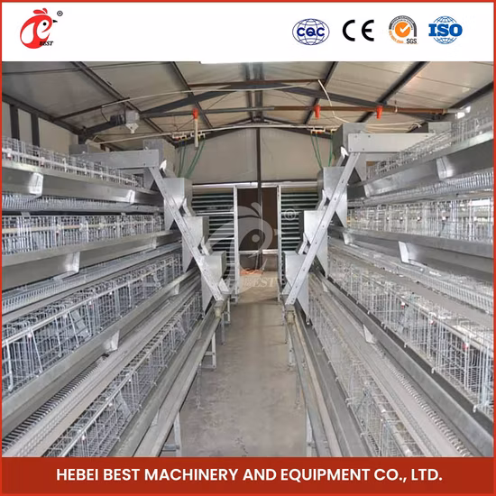 Bestchickencage Ordinary Type Layer Cage China Galvanized Metal Layer Chicken Coop Factory Sample Available ISO9001 Certification Layer Chicken Cage System